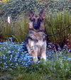 Zanna(adopt pend)