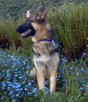 Zanna(adopt pend)