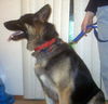 Lothar (Apopt Pend