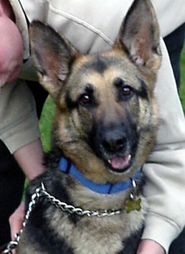 Ava(adopt pend)