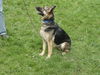 Ava(adopt pend)