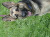 Ava(adopt pend)