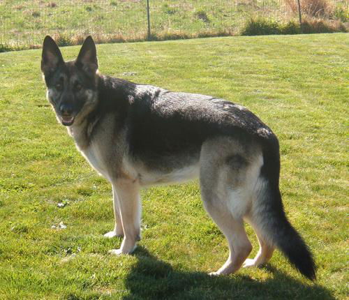 JANE(adopt pend)