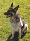 JANE(adopt pend)