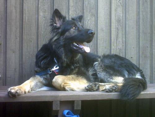 CopperADOPT PEND