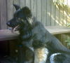 CopperADOPT PEND