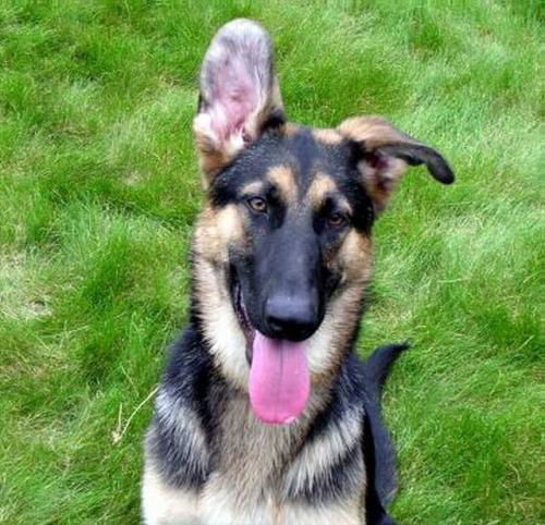 Tova/Adopt Pending