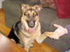 Tova/Adopt Pending