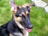 Tova/Adopt Pending