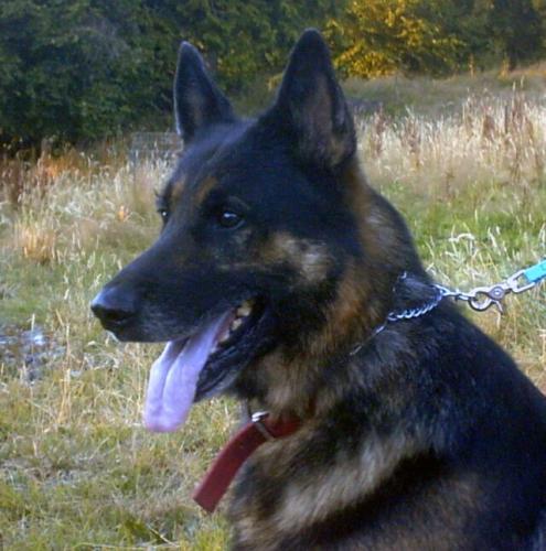 Connor/Adopt Pend