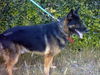 Connor/Adopt Pend