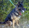 Connor/Adopt Pend
