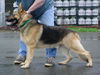 Hans (adopt. pend)