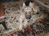Hans (adopt. pend)