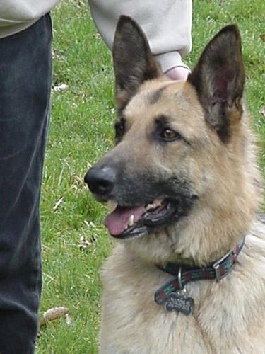 ArribaAdopt Pend