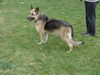 ArribaAdopt Pend