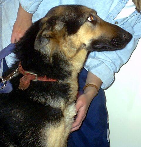 Meggie(adoptpen)