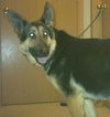 Meggie(adoptpen)
