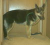 Meggie(adoptpen)