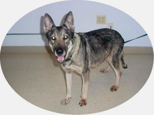 Amara (adopt pend)