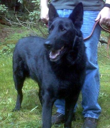 MagicADOPT PEND