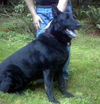 MagicADOPT PEND