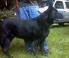 MagicADOPT PEND