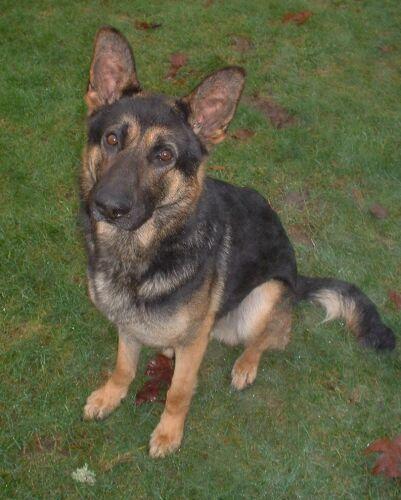 Sammy(AdoptPend)