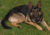 Sammy(AdoptPend)
