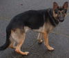Sammy(AdoptPend)
