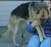 Kasha (Adopt. Pend