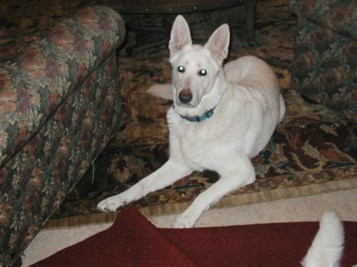 Max(adoptpend)