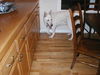 Max(adoptpend)