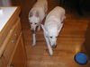 Max(adoptpend)