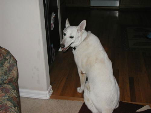 Megan(adoptpend)
