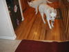 Megan(adoptpend)