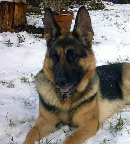 Konstanze(Adopt Pe