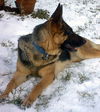 Konstanze(Adopt Pe