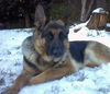 Konstanze(Adopt Pe
