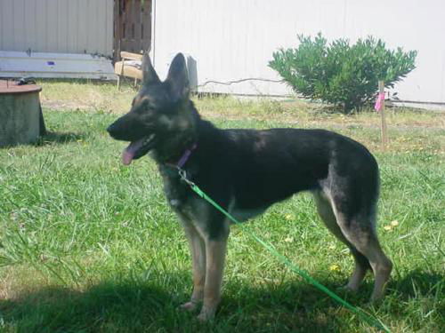 Mia(adopt pend)