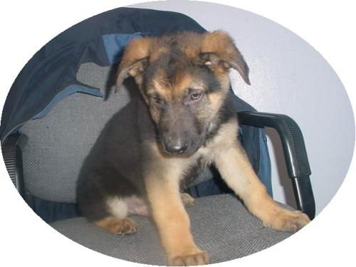Hansel (Adopt Pend