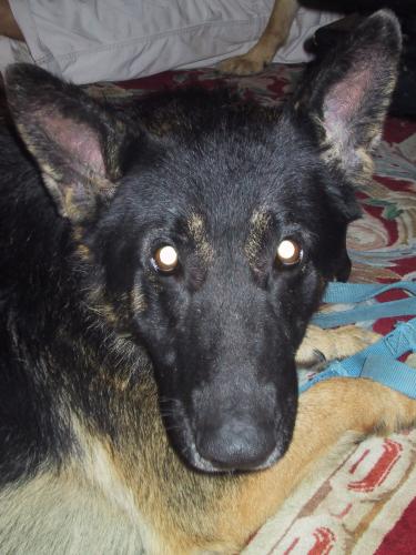 Raider(adopt pend)