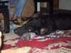 Raider(adopt pend)