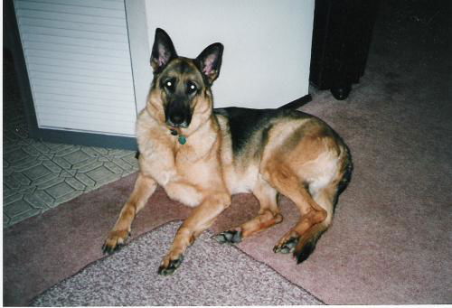 Atlas (Adopt Pend)