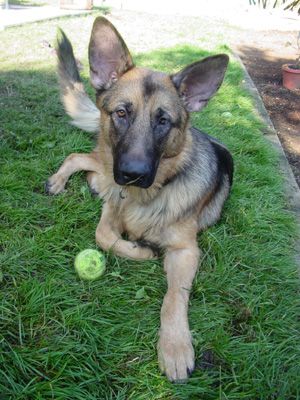 Corrado(adopt pend