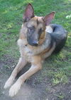 Corrado(adopt pend