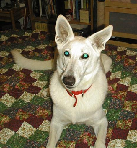 Cotton (adopt pend