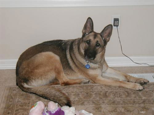 Jersey(Adopt Pend)