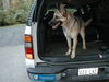 Jersey(Adopt Pend)