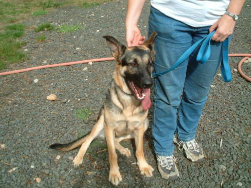 Maggie(Adopt pend)